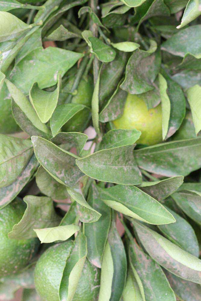              Sun leaves (Riverside, CA)       